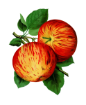 Apples Botanical Art Painting