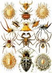 Arachnida - Ernst Heinrich Haeckel