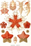 Asteridea - Ernst Heinrich Haeckel