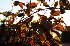 Autumn Leaves On A Grape Vine