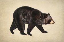 Bear Illustration Vintage Art