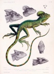 Basilisk Iguana Vintage Art