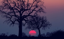 Tree Sunset Landscape
