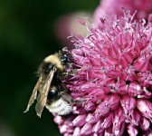 Bee On An Allium Flower