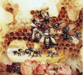 Bee Honeycomb Honey Illustration