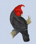 Black Cockatoo Art Painting