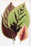 Leaves Foliage Plants Illustration