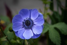Blue Flower, Anemone Coronaria