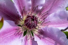 Clematis, Purple Flower