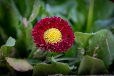 Flower, Daisy, Bellis Perennis