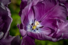 Flower, Purple Flower, Tulip