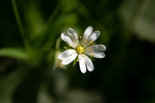 Flower, Rabelera, White Petals