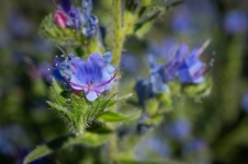 Blue Flowers, Wild Flowers, Buds,