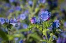 Blue Flowers, Wild Flowers, Buds