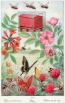 Flowers Butterfly Vintage Art