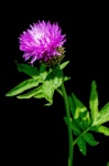 Botanical Photography, Flora