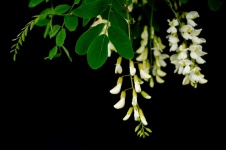 Botanical Photography, Flora