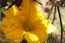 Bright Yellow Squash Flower