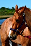 Brown Horse Background