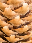 Brown Spruce Cone Detail