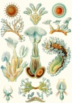 Bryozoa By Ernst H. Haeckel