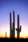 Cacti Silhouettes