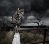 Cat In The Storm