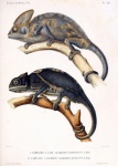 Chameleons Reptiles Vintage Art