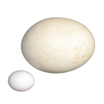 Chicken And Ostrich Eggs