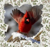 Christmas Cardinal Greeting Card
