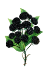 Clipart Blackberries Fruits Fruit