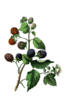 Clipart Blackberries Fruits Fruit