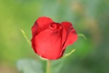 Close Up, Beautiful Red Rose