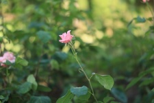 Close Up On Rose Flower