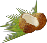 Coconut Fruit 1