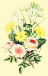 Colorized Floral Illustration Art