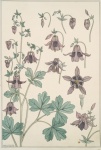 Columbine Flowers Art Nouveau