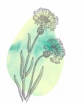 Cornflower Line Art Illustration
