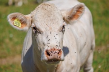 Cow Bothered By Flies
