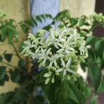 Curry Tree Flower