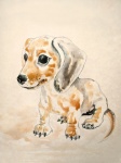 Dachshund, Drawing, Portrait, Dog