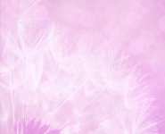 Dandelion Fluff Abstract Background