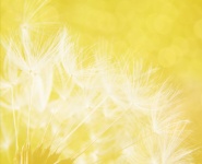 Dandelion Seeds Abstract Background