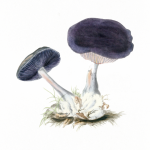 Dark Mushrooms Vintage Illustration