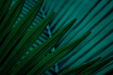 Dark Palm Tree Leaf