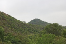 Dense Vegetation On Hills