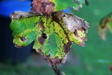 Deteriorating Leaf On A Grape Vine