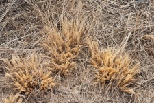 Dry Stubble Of Cut Dormant Grass