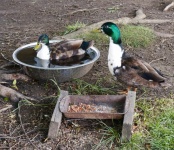 Ducks Drinking
