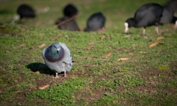 City Pigeon, Bird